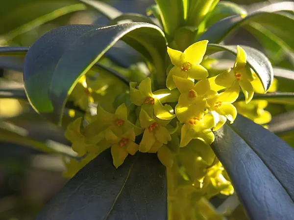 424009 - Spurge laurel (Daphne laureola subsp. laureola)