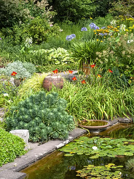 463020 - Spurges (Euphorbia), day lilies (Hemerocallis) and African lily (Agapanthus)