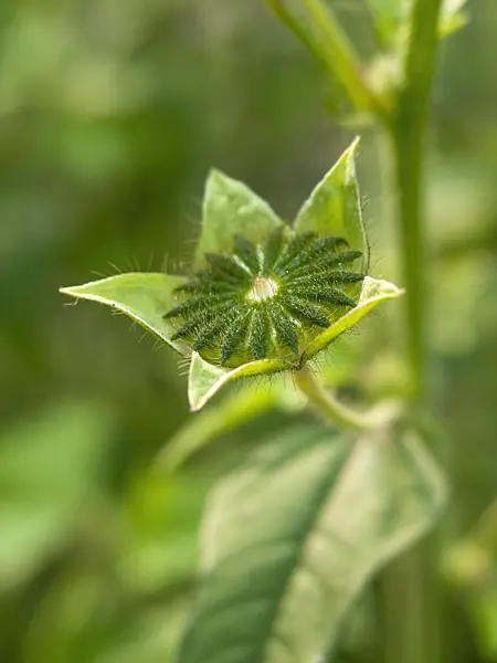 428311 - Spurred anoda (Anoda cristata)