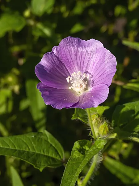 429008 - Spurred anoda (Anoda cristata)