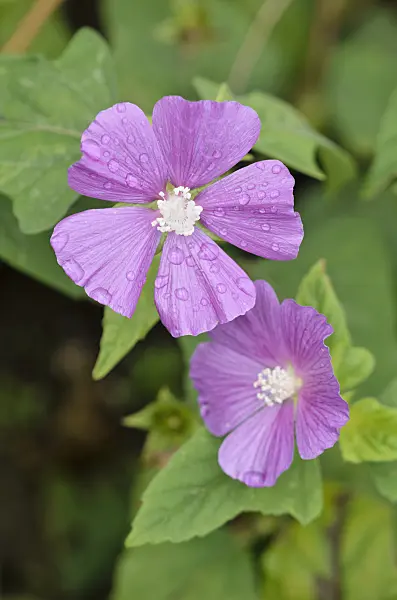 549065 - Spurred anoda (Anoda cristata)