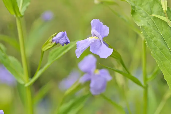 486135 - Square stemmed monkey flower (Mimulus ringens)