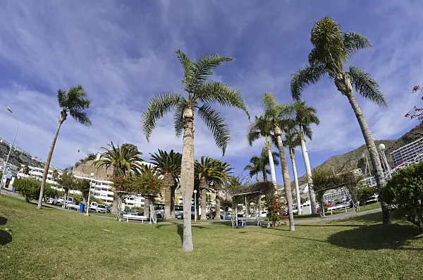 564098 - Square with palms, Puerto Rico, Gran Canaria, Spain