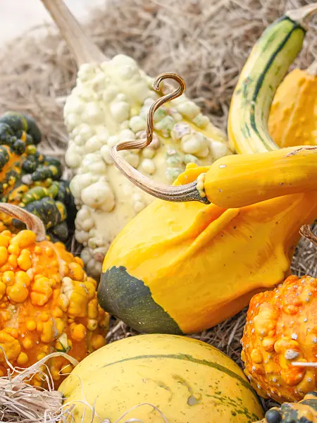 418014 - Squash (Cucurbita)