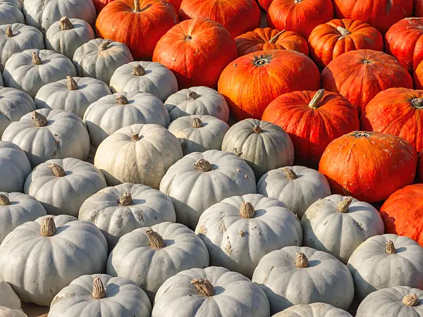 429168 - Squash (Cucurbita)