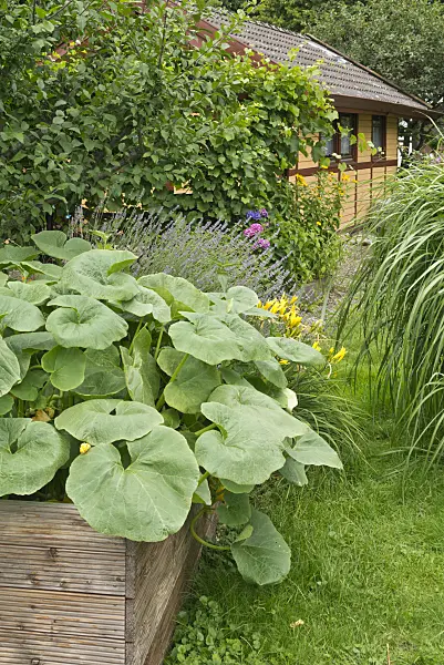 558330 - Squash (Cucurbita) and lavender (Lavandula) in a raised bed
