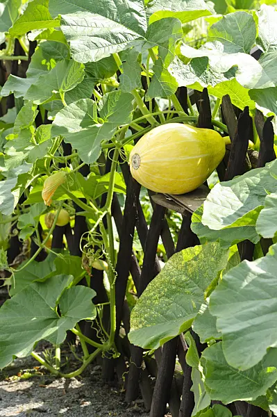 474321 - Squash (Cucurbita) growing in a fence