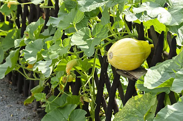 474322 - Squash (Cucurbita) growing in a fence
