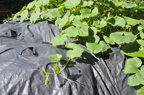 522043 - Squash (Cucurbita) on a compost bin covered by poly film
