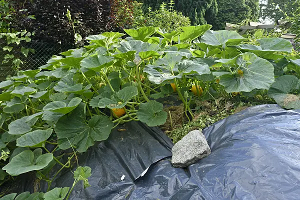 559098 - Squash (Cucurbita) on a compost bin covered by poly film