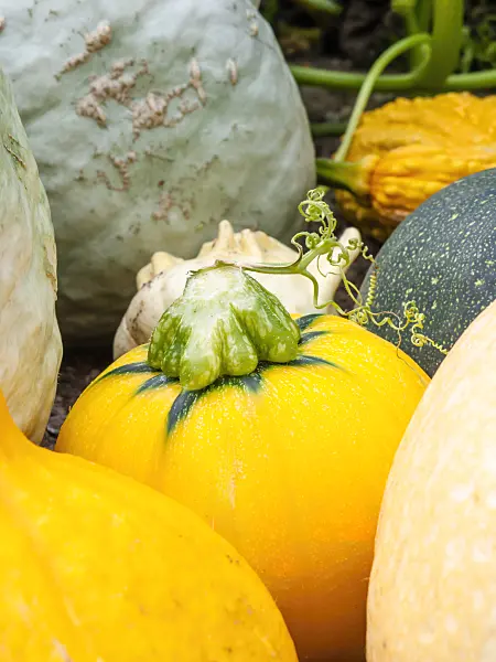 462174 - Squashes (Cucurbita)