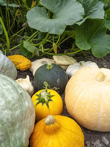 462175 - Squashes (Cucurbita)