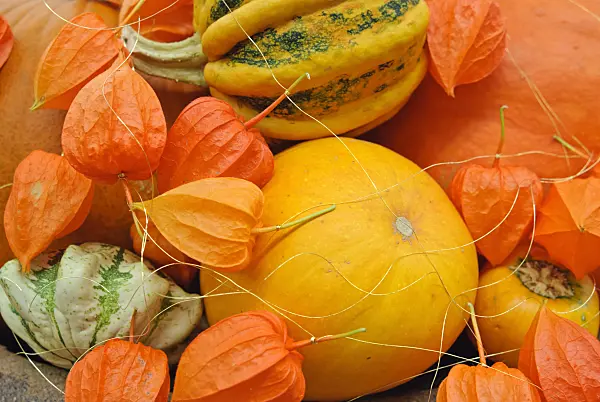 475301 - Squashes (Cucurbita) and Chinese lantern (Physalis alkekengi)
