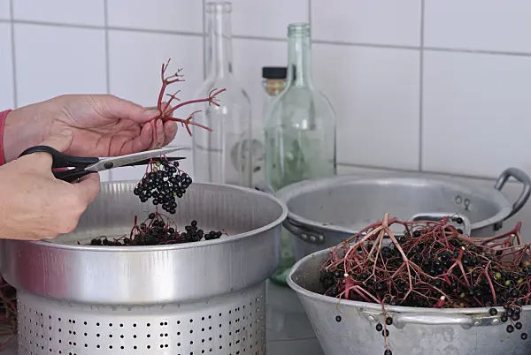 483039 - Squeezing elderberries