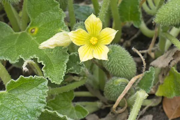 561079 - Squirting cucumber (Ecballium elaterium)