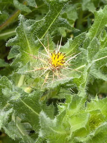 427010 - St. Benedict's thistle (Cnicus benedictus)