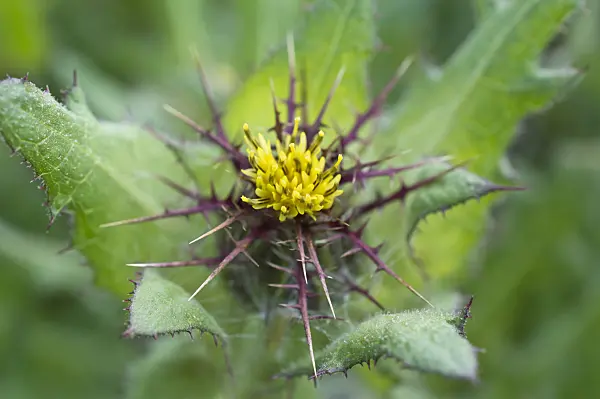 510124 - St. Benedict's thistle (Cnicus benedictus)