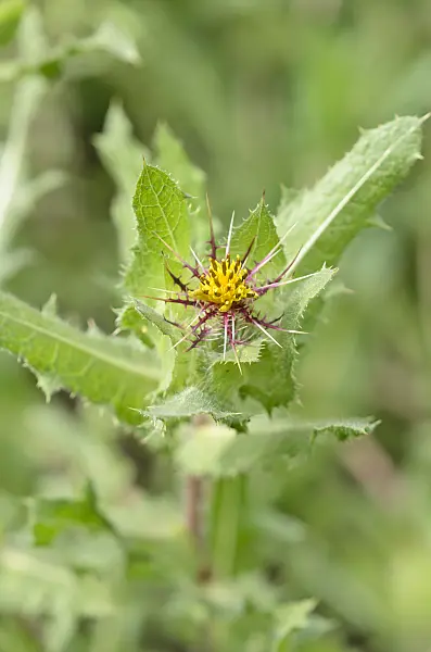 534468 - St. Benedict's thistle (Cnicus benedictus)