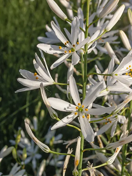 401285 - St. Bernhard's lily (Anthericum liliago)