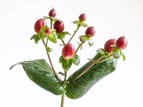 432147 - St. John's wort (Hypericum)