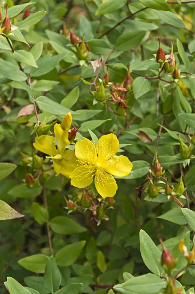 511300 - St. John's wort (Hypericum)