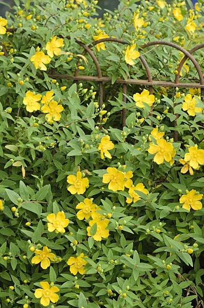 521222 - St. John's wort (Hypericum)