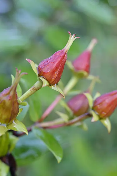 476039 - St. John's wort (Hypericum beanii)