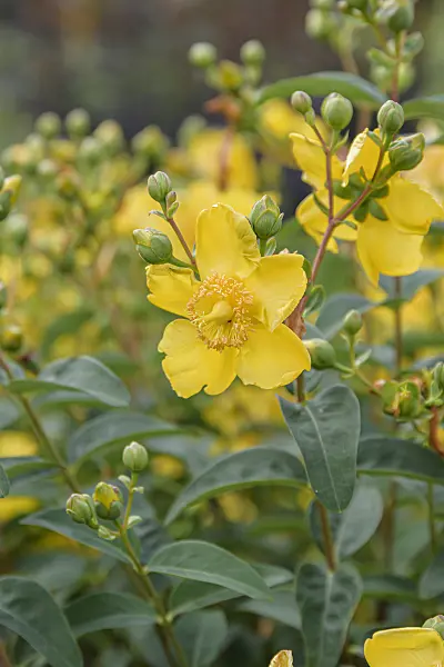 607113 - St. John's wort (Hypericum Hidcote)