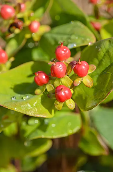 548034 - St. John's wort (Hypericum Magic Marbles Red)
