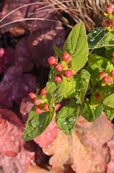 548033 - St. John's wort (Hypericum Magic Marbles Red) and alumroot (Heuchera)