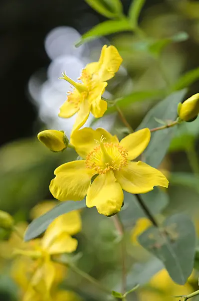 535212 - St. John's wort (Hypericum patulum 'Sungold')