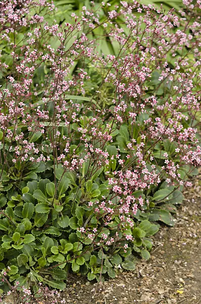 533252 - St. Patrick's cabbage (Saxifraga spathularis)