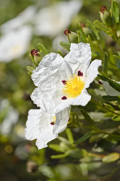 533055 - St. Vincent rock rose (Cistus palhinhae)