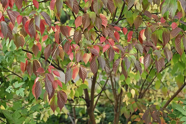 471463 - Stachyurus praecox