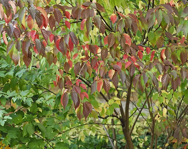 471464 - Stachyurus praecox