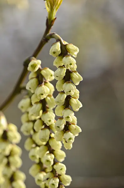 530026 - Stachyurus praecox