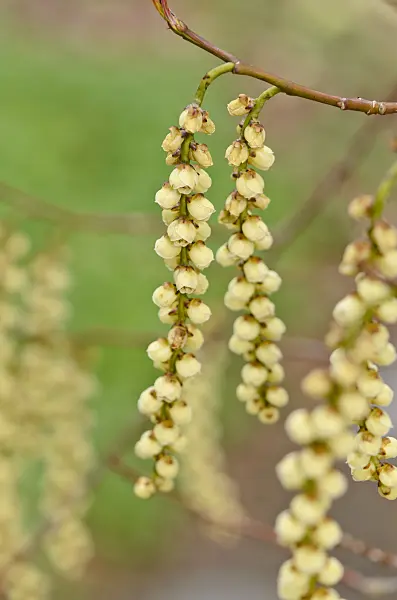 543014 - Stachyurus praecox