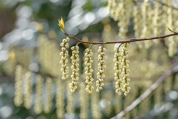 558245 - Stachyurus praecox