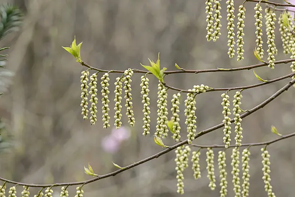 558246 - Stachyurus praecox