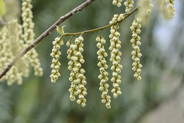 558247 - Stachyurus praecox