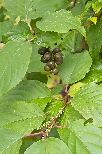 562010 - Stachyurus praecox