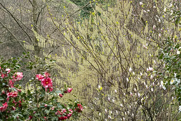 616348 - Stachyurus praecox
