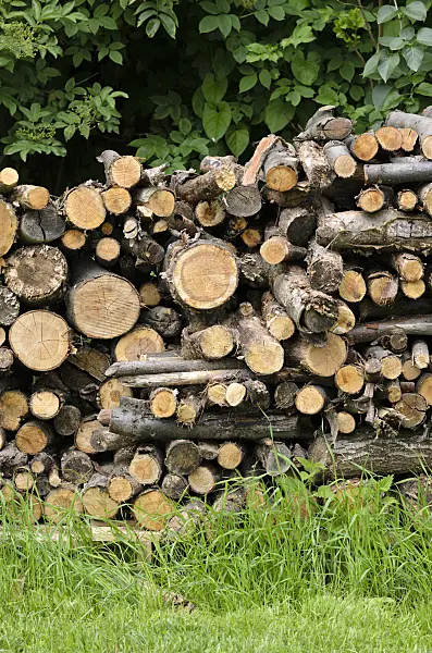 521350 - Stack of wood in a natural garden