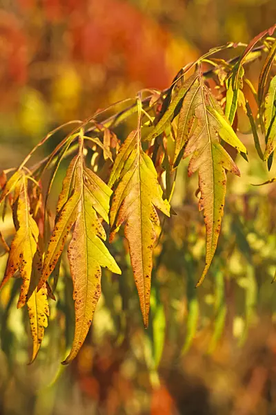 383065 - Stag's horn sumach (Rhus hirta 'Dissectum' syn. Rhus typhina 'Dissectum')
