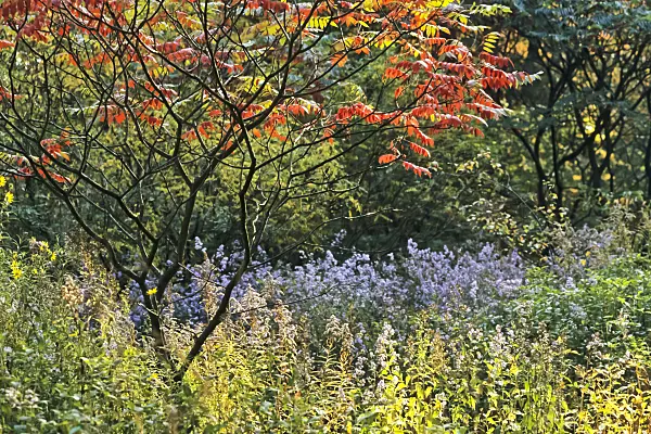 370001 - Stag's horn sumach (Rhus hirta syn. Rhus typhina)