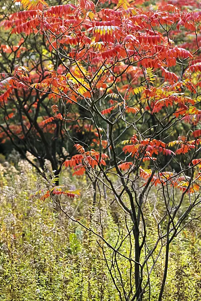370002 - Stag's horn sumach (Rhus hirta syn. Rhus typhina)