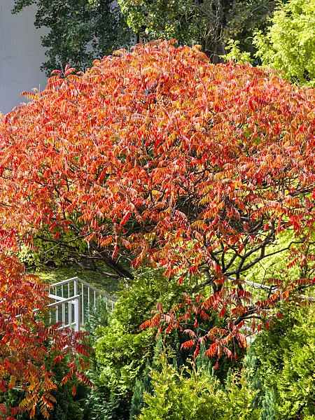 464076 - Stag's horn sumach (Rhus hirta syn. Rhus typhina)