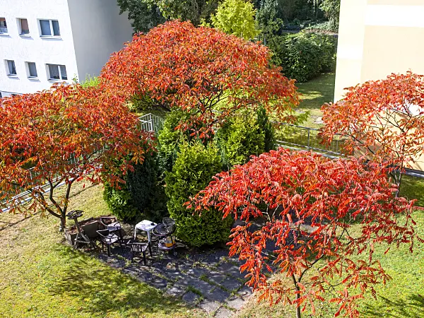 464077 - Stag's horn sumach (Rhus hirta syn. Rhus typhina)