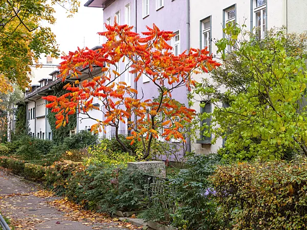 465225 - Stag's horn sumach (Rhus hirta syn. Rhus typhina)
