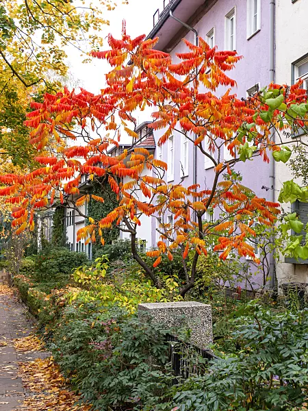 465226 - Stag's horn sumach (Rhus hirta syn. Rhus typhina)